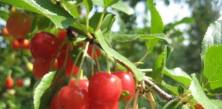 suggestions for general care for fruit gardening