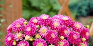 growing and caring for dahlias
