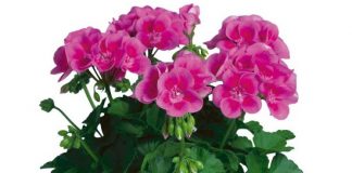 take care of geraniums in winter