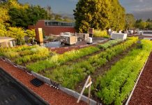 roof top vegetable garden