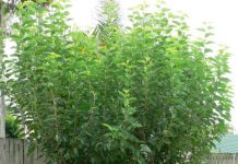 tips on growing and caring for mulberry tree