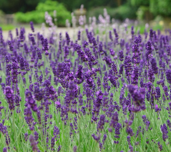 versatile lavender plant