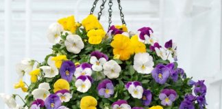 ways to take care of hanging flower baskets