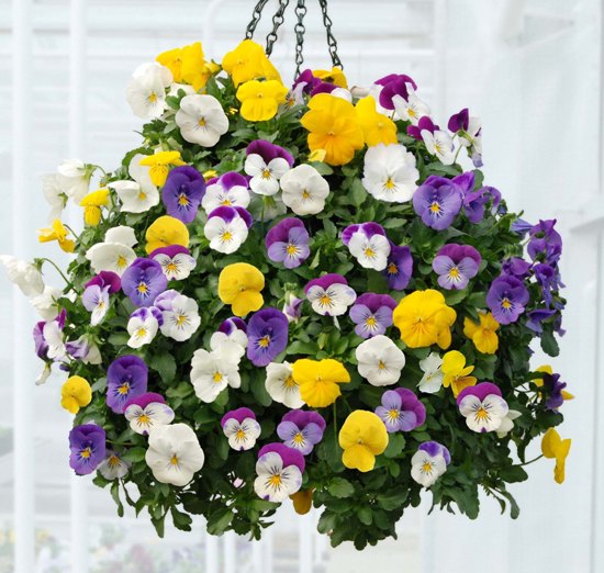 ways to take care of hanging flower baskets