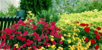easy to grow flowering plants