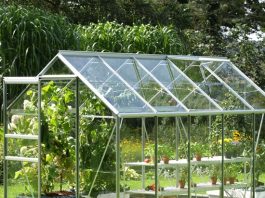 greenhouse gardening tips for beginners