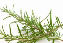 tips for growing rosemary indoors