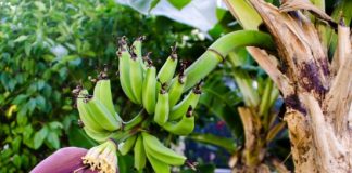effective ways and tips to grow bananas
