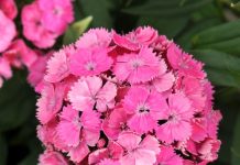 tips and ways to care for dianthus
