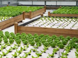 growing vegetables in greenhouse