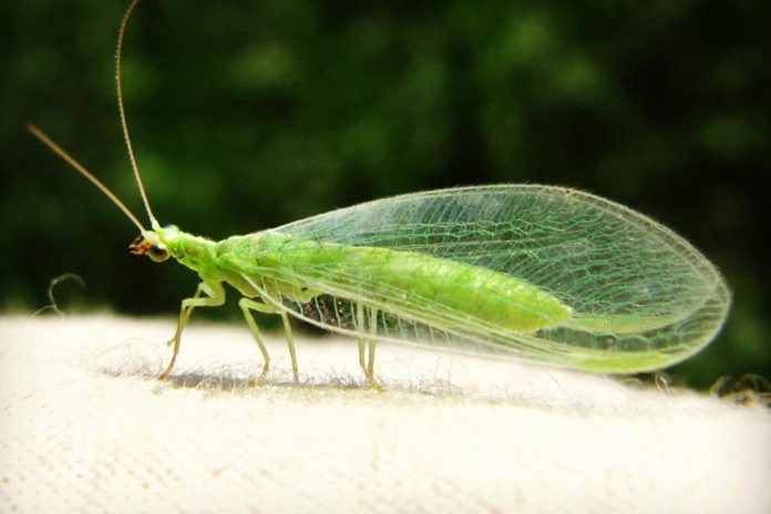 The Most Important Bugs for your Garden Area