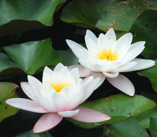 easy ways to grow lotus flowers in your garden area