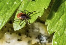 6 Natural ways to Ward Off Ticks from your Garden
