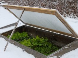 7 Vegetables to Grown in Winter