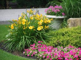 Ways to Keep your Garden Blooming Throughout the Year