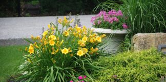 Ways to Keep your Garden Blooming Throughout the Year